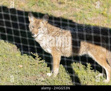 A wild coyote. Coyote in autumn day light in captivity. Stock Photo