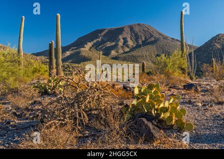 Table Top Mountain, sunrise, buckhorn cholla, prickly pear, giant saguaros, mesquite tree, Table Top Mtn Trail, Sonoran Desert Natl Monument, Arizona Stock Photo