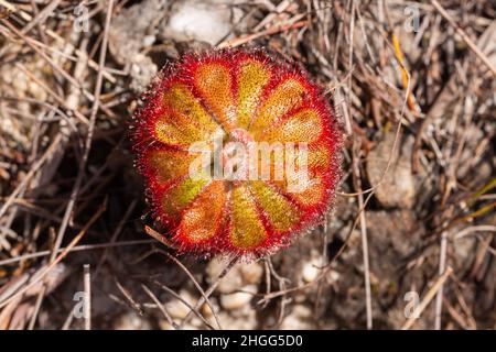 Carnivorous plants: Drosera aliciae in the Kogelberg north of Betty's Bay in the Western Cape of South Africa Stock Photo