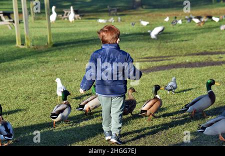 little boy walking through flock of birds, standing on mud by water Stock Photo
