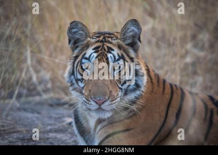 Royal Bengal Tiger, face portrait, Panthera tigris, Panna Tiger Reserve, Madhya Pradesh, India Stock Photo
