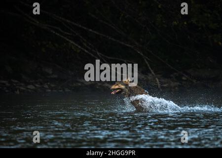 A Grey Wolf (Canis lupus) chasing a deer through the water. Bieszczady Mounains, the Carpathians, Poland. Stock Photo