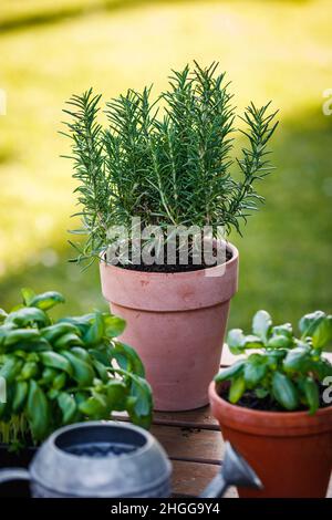 Rosemary and basil herbs in terracotta pots. Potted herbal plant in garden at springtime Stock Photo