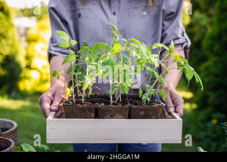 Woman gardener holding tomato seedling in crate ready for planting in organic garden. Planting and gardening at springtime Stock Photo