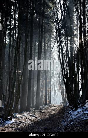 Misty forest path in the winter. Sun rays shining through the trees Stock Photo