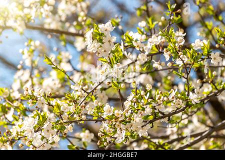 Beautiful spring cherry blossom tree. Shallow depth of field. Stock Photo