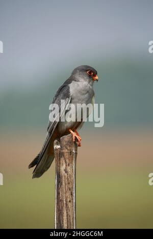 Amur falcon, Falco amurensis. It breeds in south-eastern Siberia and Northern China before migrating in large flocks across India and over the Arabian Stock Photo