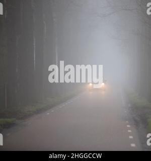 car on dutch country road between rows of trees in mist Stock Photo