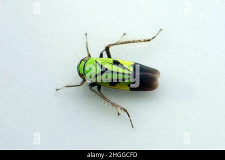 Green froghopper closeup shot, Satara, Maharashtra, India Stock Photo