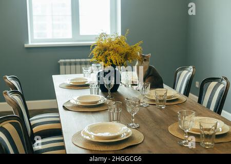 Festive table setting and cute pet cat on wooden table. Branches of mimosa flowers in vase. Selective focus Stock Photo