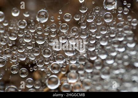 Droplets in spider web, Satara, Maharashtra, India Stock Photo