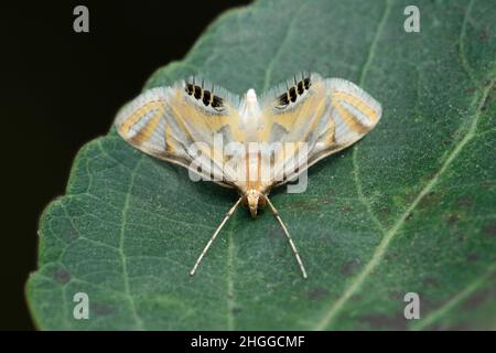 Codling moth on leaf, Cydia pomonella, Satara, Maharashtra, India Stock Photo