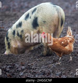 pig roots in mud and chickens roam freely on organic farm in holland Stock Photo