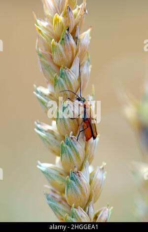 Beetle from family Oedemeridae commonly known as false blister beetles on wheat stalks. Stock Photo