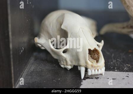 Old skull of a carnivorous wild animal set upon a shelf as a decoration. Stock Photo