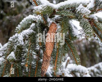 snow covered pine needles in winter Stock Photo