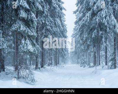 snow covered trees in winter forest Stock Photo