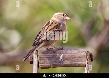 Female House sparrow (Passer domesticus) Sussex garden, UK Stock Photo