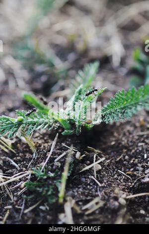 Wild ants crawling on green leaves of the yarrow plant in summer park Stock Photo