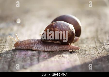 Two snails crawling on a wooden surface in the sunlight Stock Photo