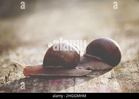 Two snails crawling on a wooden surface in the sunlight Stock Photo