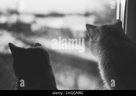 Two cats rest on a sunny windowsill in winter and looking outdoor. BW photo Stock Photo