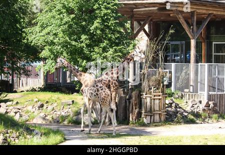 Beautiful animals giraffes in zoological garden. Giraffa camelopardalis rothschildi. Stock Photo