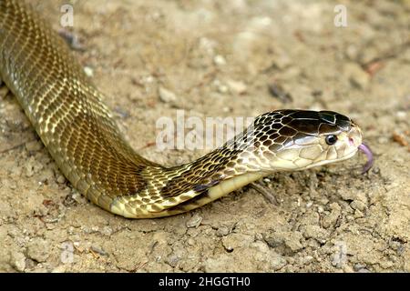 Indochinese spitting cobra, Siamese Cobra (Naja siamensis), portrait, Thailand, Khao Yai National Park Stock Photo