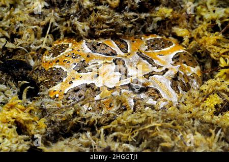 argentine horned frog, pacman frog, nightcrawler, night crawler, ornate horned frog, ornate horned toad, escuerzo (Ceratophrys ornata), cowering in Stock Photo