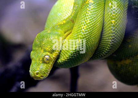 Green Tree Python (Chondropython viridis, Morelia viridis), lying on a branch rolled-up Stock Photo