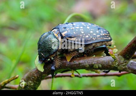 Cheirotonus hi-res stock photography and images - Alamy