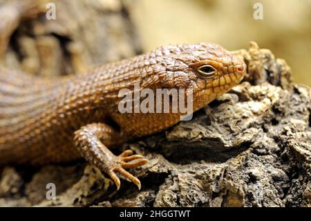 spiny-tailed Australian skink (Egernia stokesii), portrait Stock Photo