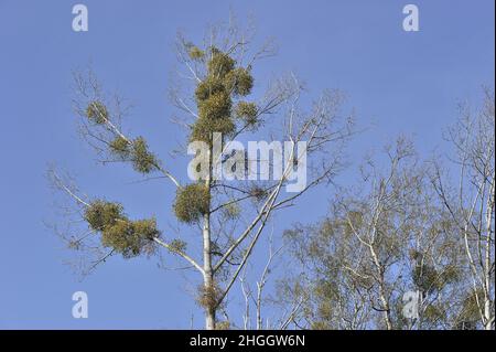 mistletoe (Viscum album subsp. album, Viscum album), mistletoes on a tree, Germany Stock Photo