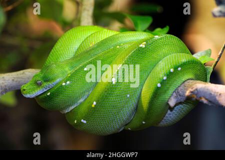 Green Tree Python (Chondropython viridis, Morelia viridis), lying rolled-up on a branch Stock Photo