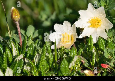Mountain avens (Dryas octopetala), Flowers and buds with water drops, Austria, Tyrol, Lechtaler Alpen Stock Photo