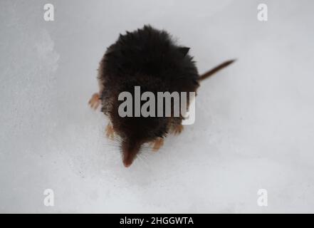 Elephant shrew on the snow. Macroscelides proboscideus. Stock Photo