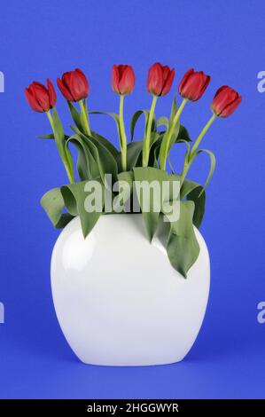 common garden tulip (Tulipa gesneriana), bunch of tulips in a flower vase in front of blue background Stock Photo