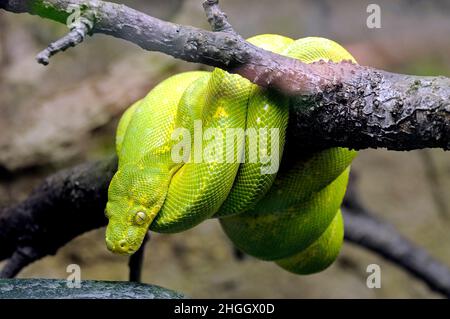 Green Tree Python (Chondropython viridis, Morelia viridis), lying on a branch rolled-up Stock Photo