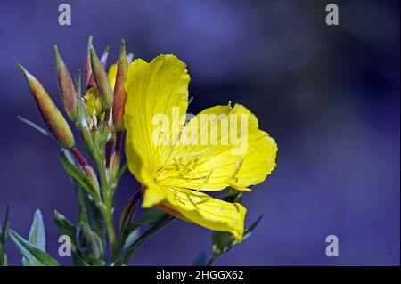 Sundrops, Narrow-leaved sundrops, Golden sundrops, Narrowleaf evening-primrose, Shrubby sundrop (Oenothera fruticosa, Oenothera tetragona), Flower Stock Photo