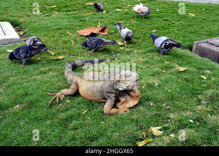 green iguana, common iguana (Iguana iguana), at the Parque de las Iguanas, Ecuador, Guayaquil, Iguanapark Stock Photo