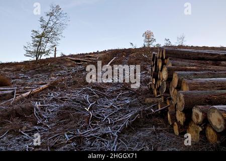 deforested slope near Grimminghausen with hoar frost, Germany, North Rhine-Westphalia, Sauerland, Plettenberg Stock Photo