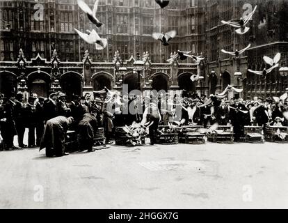 Vintage early 20th century press print: Members of Parliament pigeon race, Westminster London Stock Photo