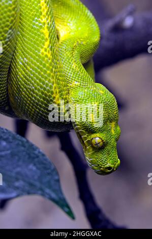 Green Tree Python (Chondropython viridis, Morelia viridis), portrait Stock Photo
