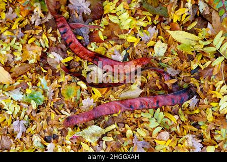 honeylocust, honey locust (Gleditsia triacanthos), Leguminoses lying on yellow autumn leaves Stock Photo