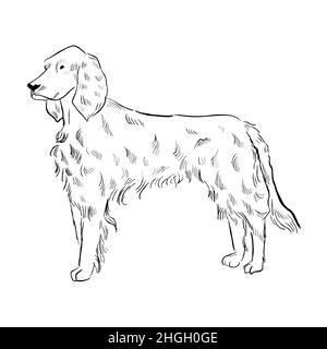 irish setter coloring pages