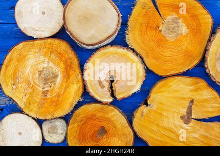 Wooden round slices on bright blue wooden background. Stock Photo