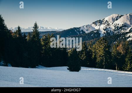 Winter mountains snow, coniferous forest, spring, snow-covered meadow Stock Photo
