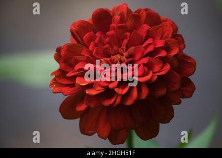Red flower in a park in Ho Chi Minh city Stock Photo