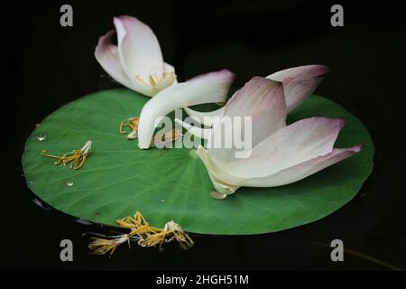 Red flower in a park in Ho Chi Minh city Stock Photo