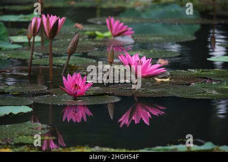 Is a variety of aquatic plants, belong to the Nymphaeaceae, whose name in English is the Water Lily, originating from India Stock Photo